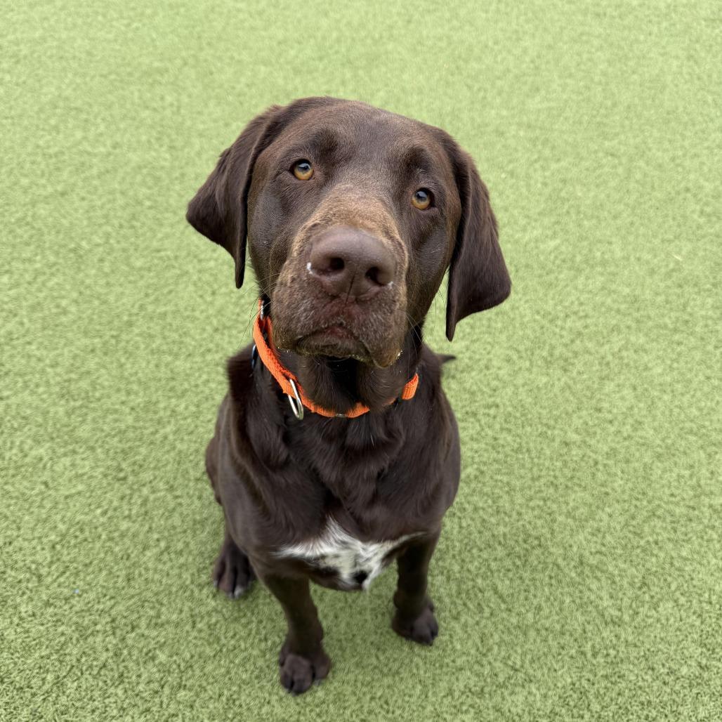 Toot, Adoptable, Adult Male Chocolate Labrador Retriever.
