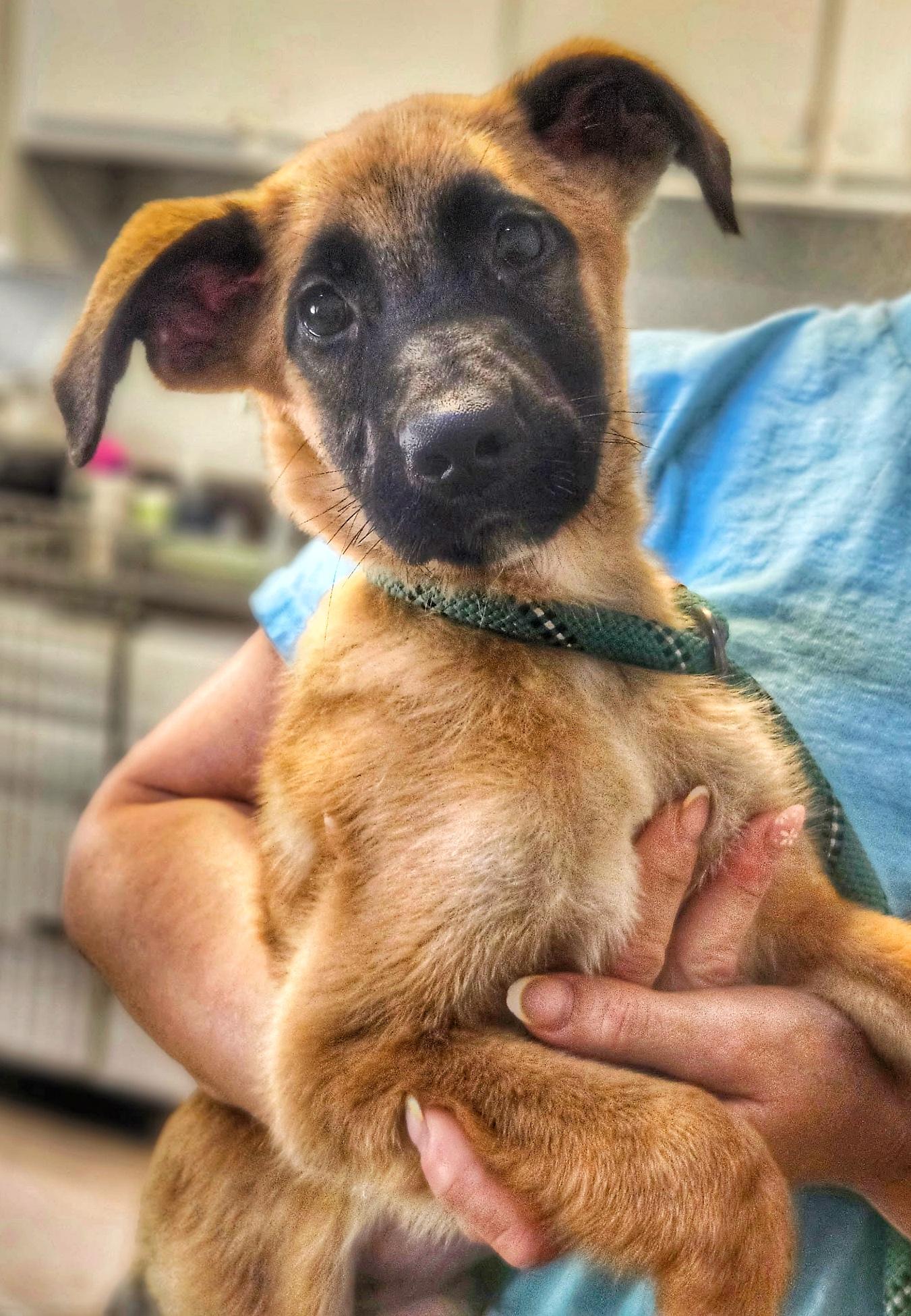Roscoe