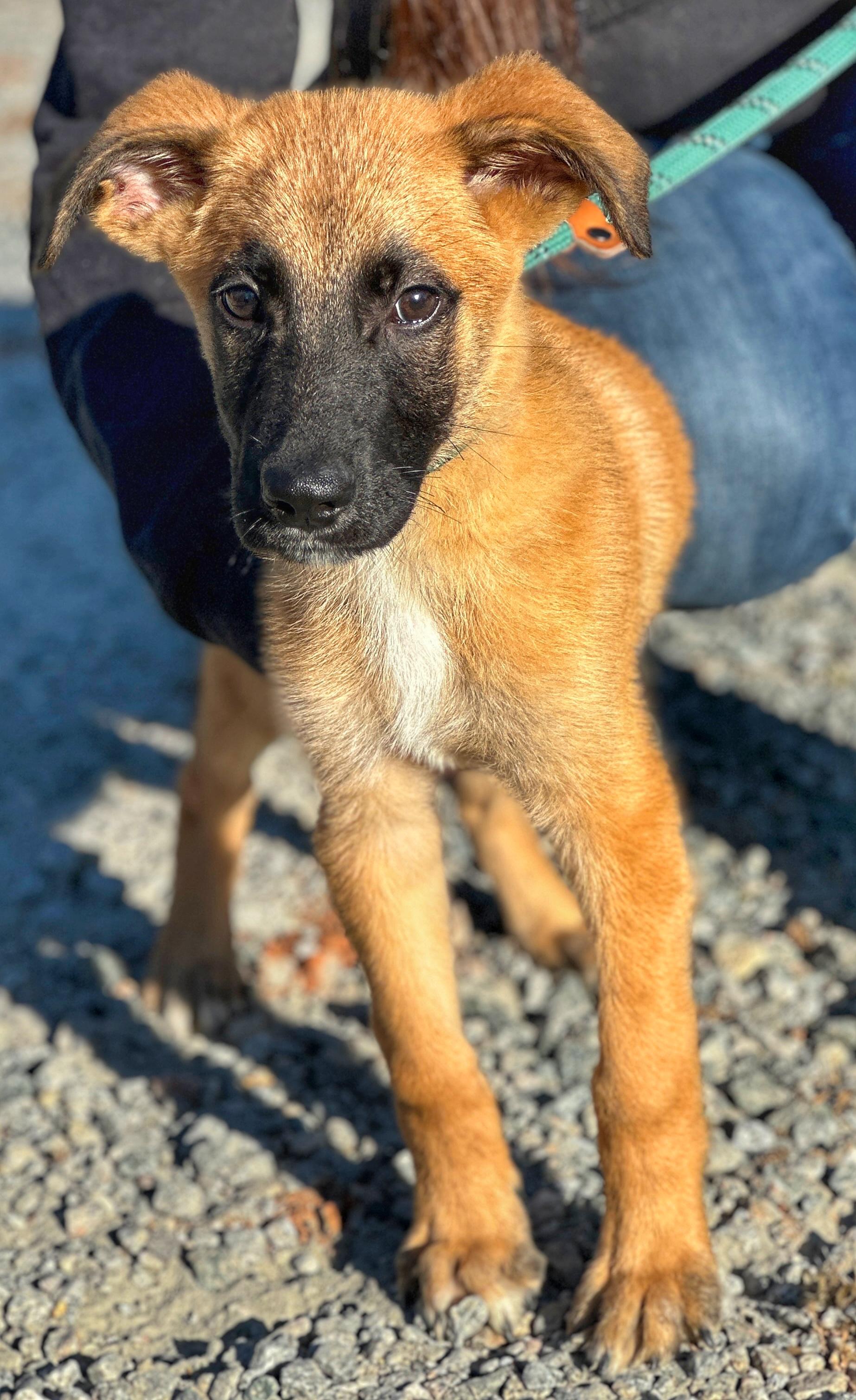 Roscoe