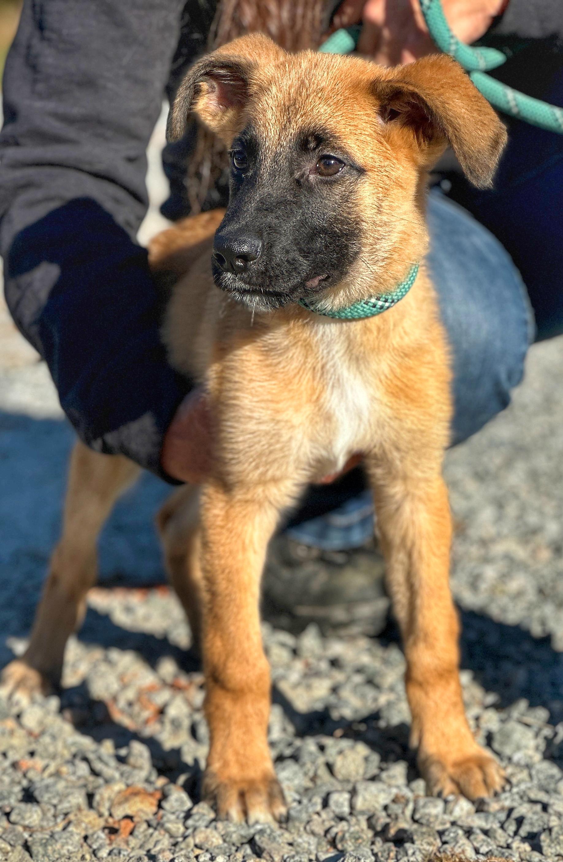 Roscoe