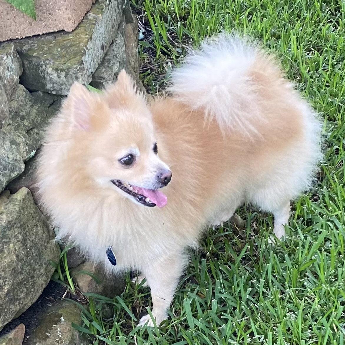 Remu, Adoptable, Young Male Pomeranian.