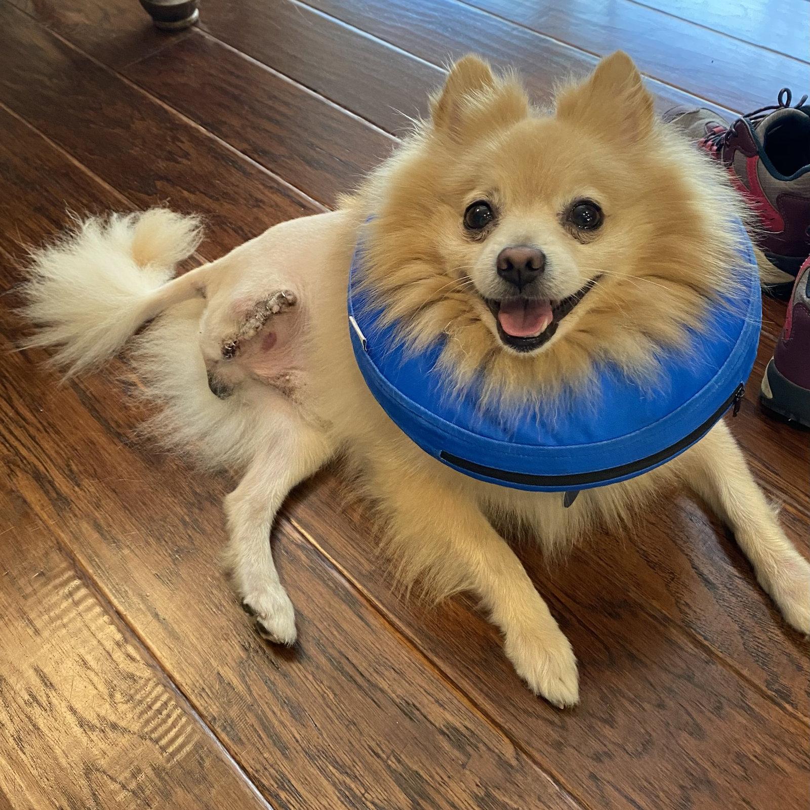 Enlarge Remu, a Adoptable Pomeranian in Garland, TX image 2/3