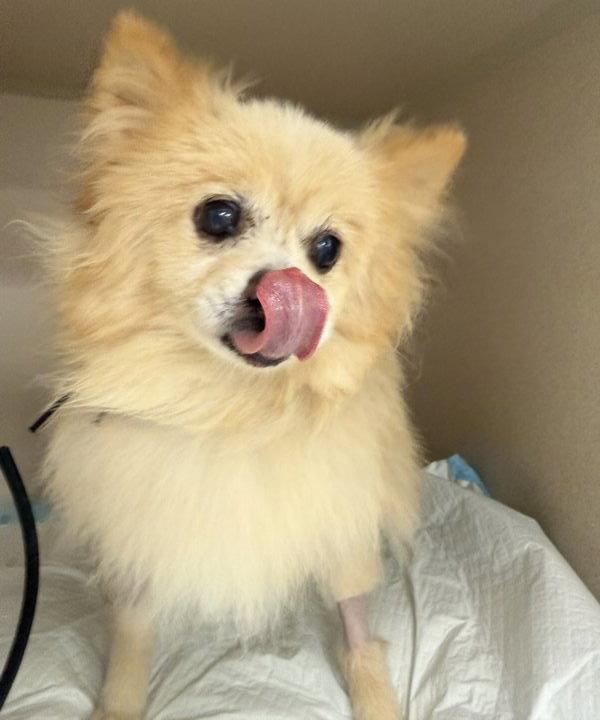 Enlarge Remu, a Adoptable Pomeranian in Garland, TX image 3/3