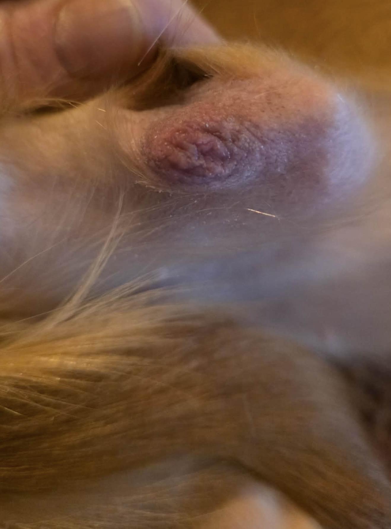 Enlarge Adora, a ADOPTABLE Chihuahua in Riverside, CA image 5/6