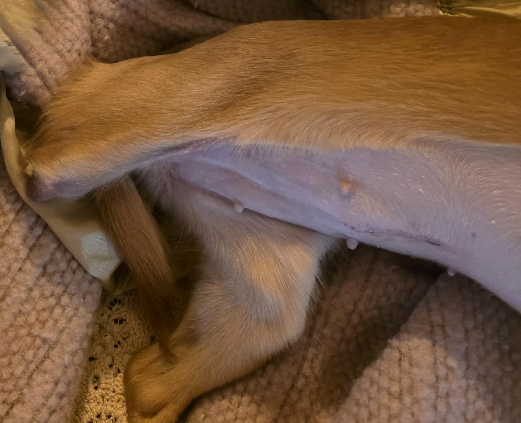 Enlarge Adora, a ADOPTABLE Chihuahua in Riverside, CA image 3/6