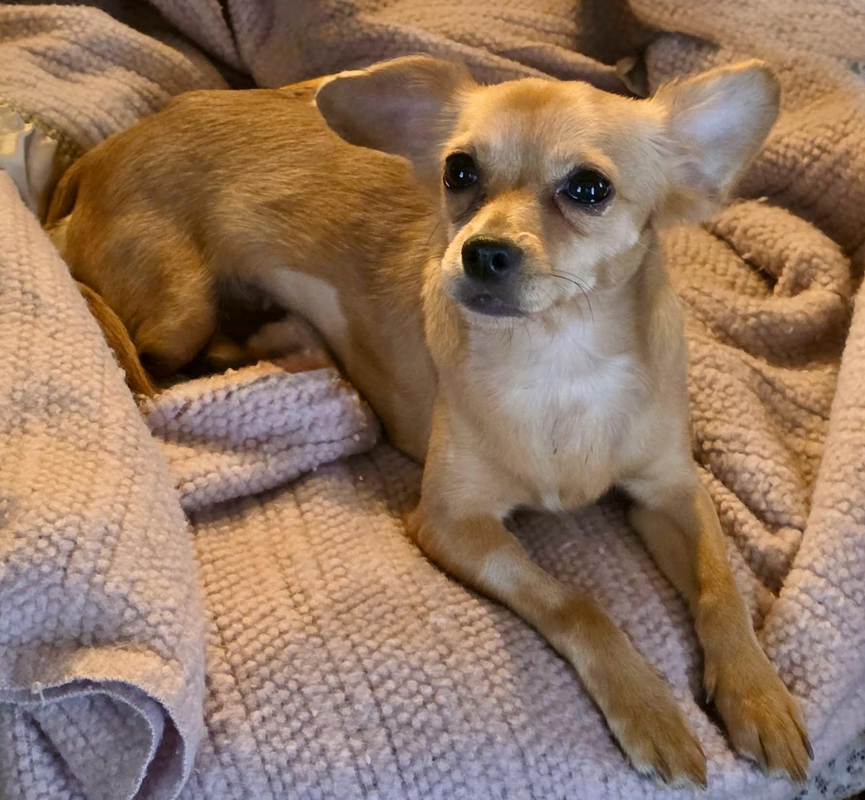 Enlarge Adora, a ADOPTABLE Chihuahua in Riverside, CA image 2/6