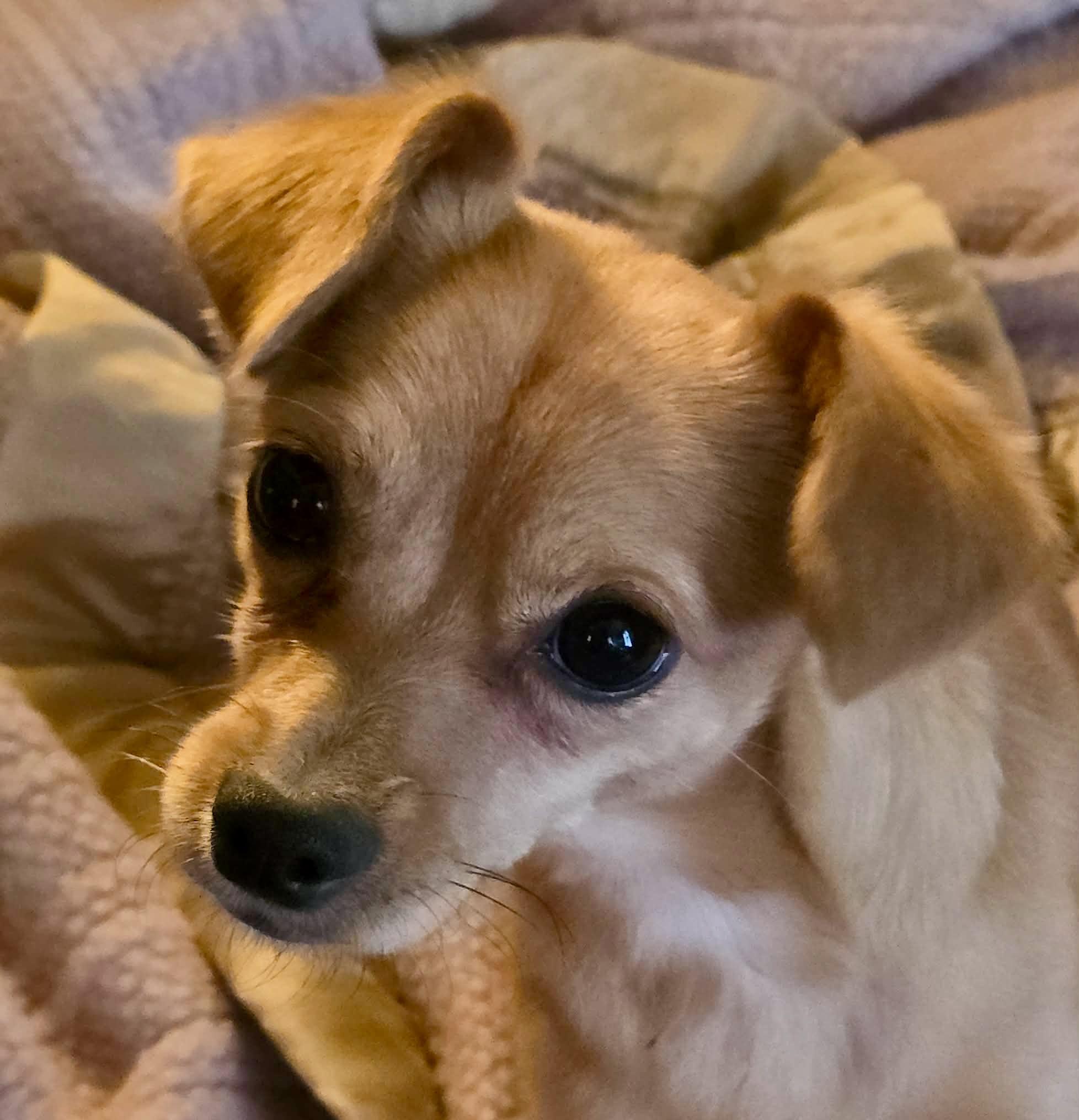 Enlarge Adora, a ADOPTABLE Chihuahua in Riverside, CA image 4/6