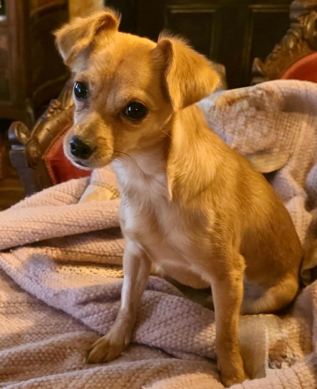 Enlarge Adora, a ADOPTABLE Chihuahua in Riverside, CA image 1/6