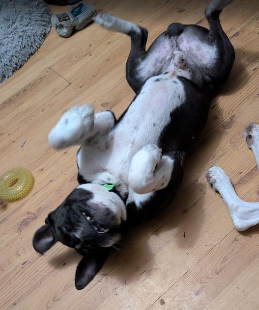 Oreo, an adoption pending English Bulldog in Amory, MS image 3/5