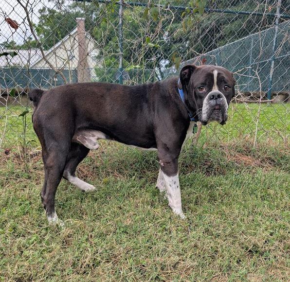 Oreo, an adoption pending English Bulldog in Amory, MS image 1/5