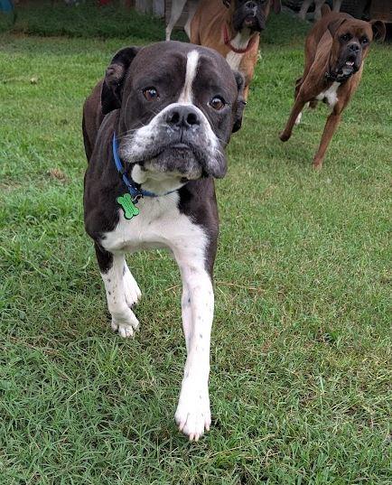 Oreo, an adoption pending English Bulldog in Amory, MS image 4/5
