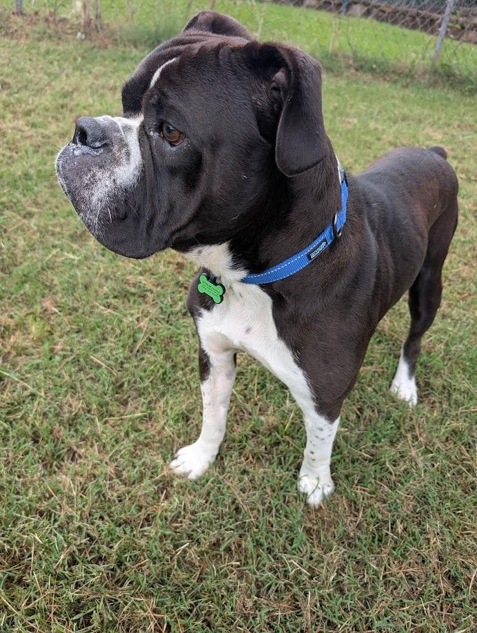 Oreo, an adoption pending English Bulldog in Amory, MS image 2/5