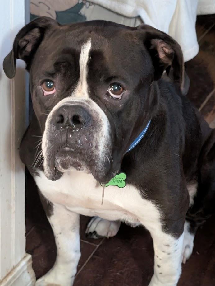 Oreo, an adoption pending English Bulldog in Amory, MS image 5/5