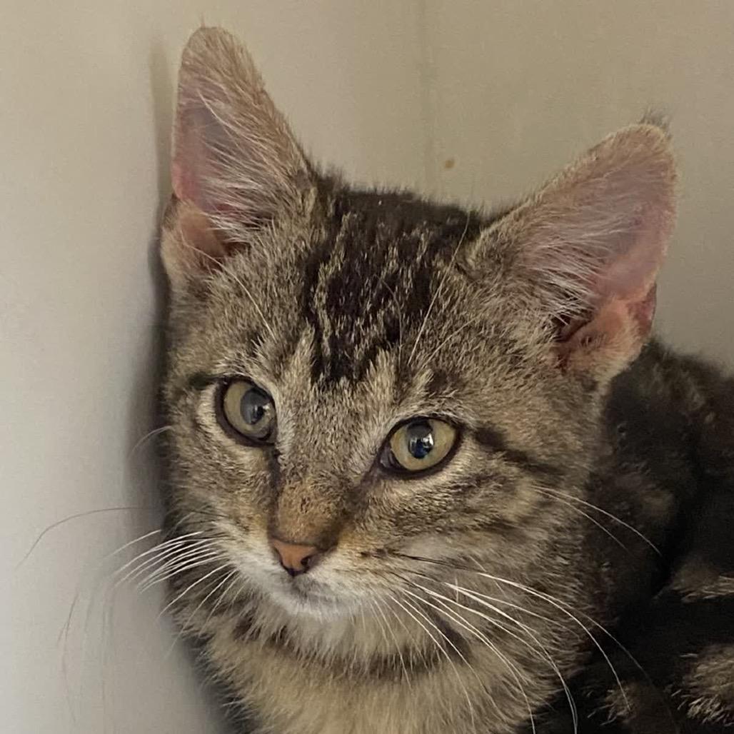 Lana, Adoptable, Kitten Female Domestic Short Hair.