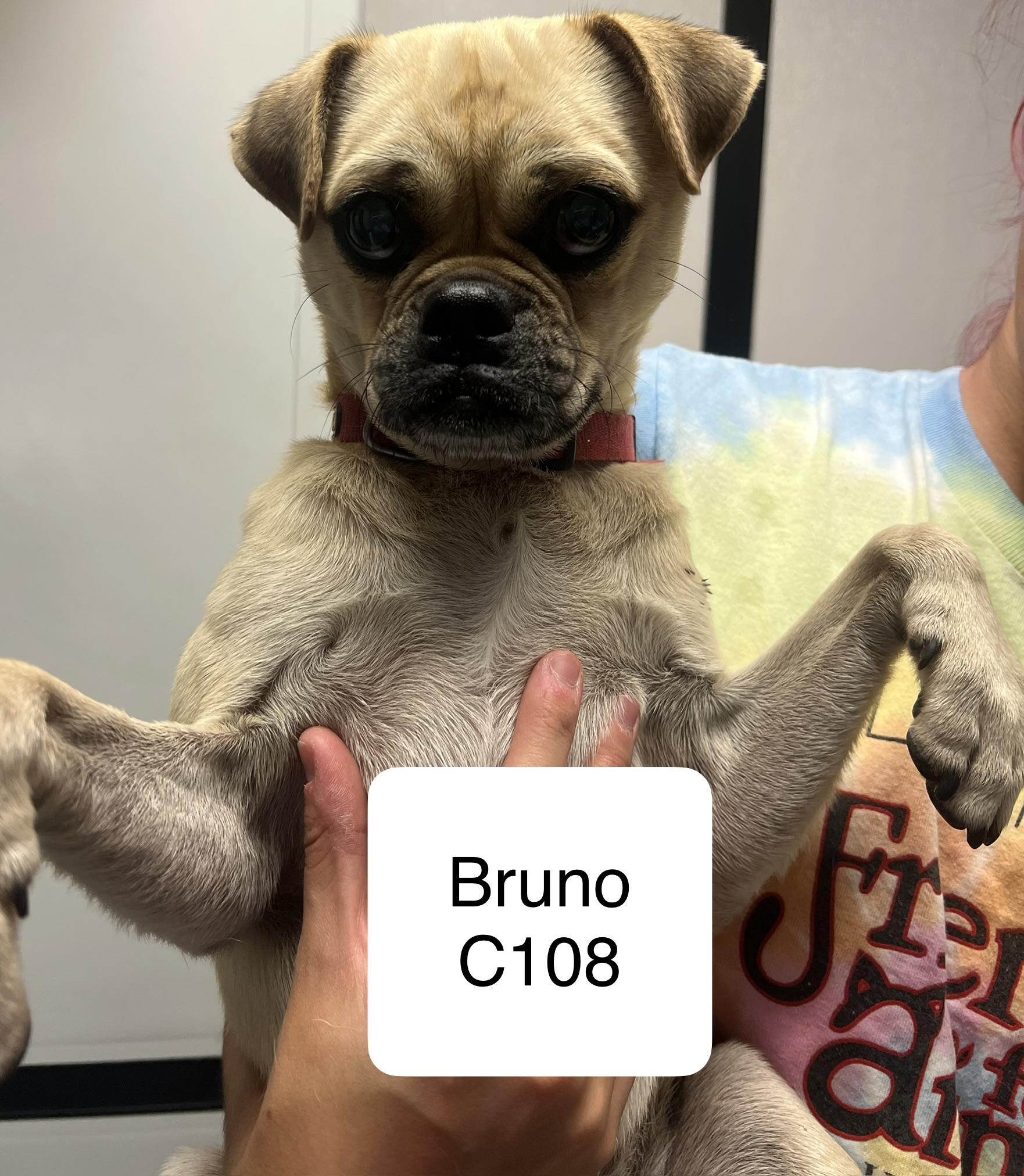 Enlarge Bruno C108, a Adoptable mixed breed in Morganton, NC image 1/1