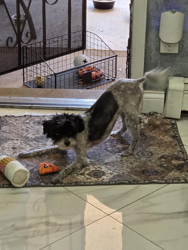 Enlarge Candy, a Adoptable mixed breed in Albuquerque, NM image 2/4
