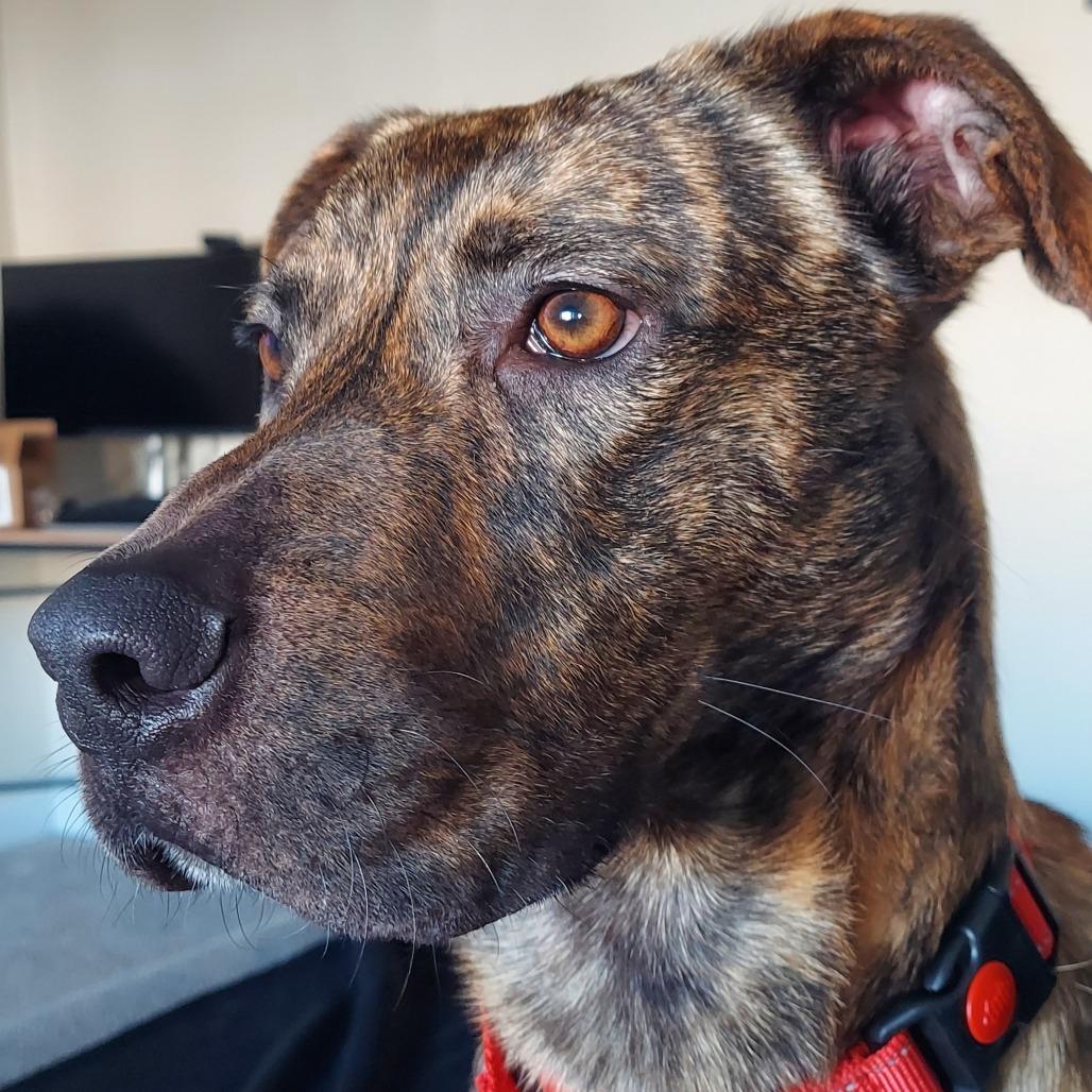 Tyson, Adoptable, Adult Male Mountain Cur.