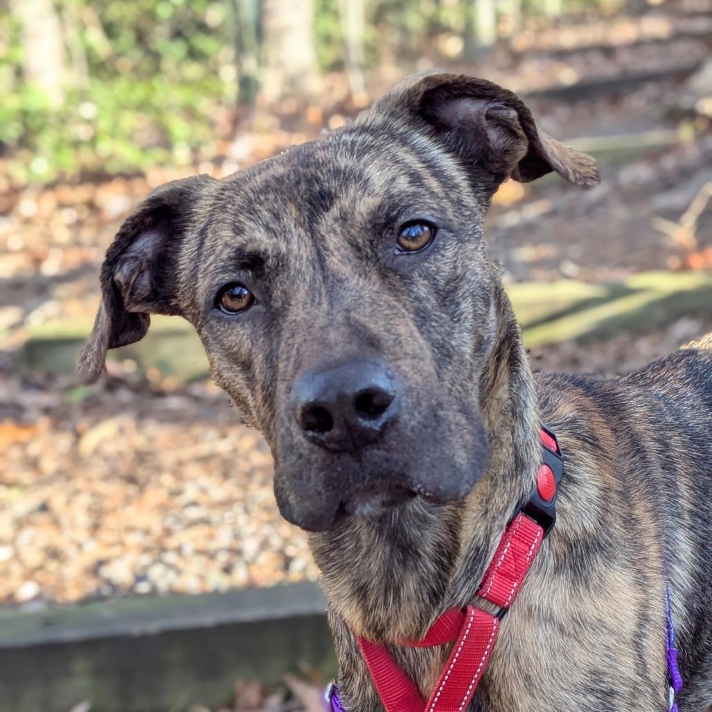 Enlarge Tyson, a Adoptable Mountain Cur in Falls Church, VA image 2/6