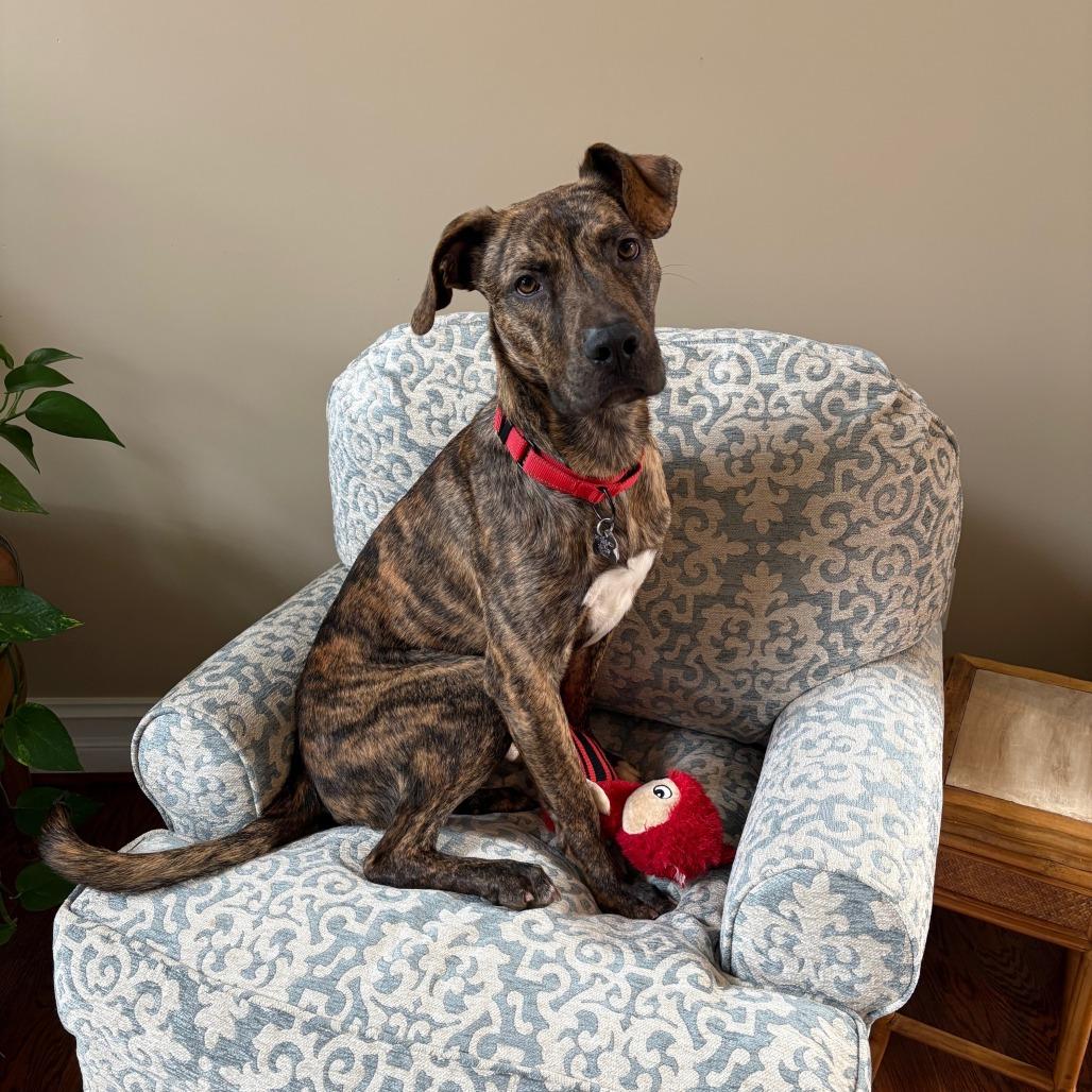 Enlarge Tyson, a Adoptable Mountain Cur in Falls Church, VA image 3/6