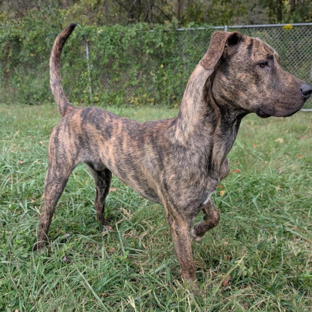 Enlarge Tyson, a Adoptable Mountain Cur in Falls Church, VA image 4/6