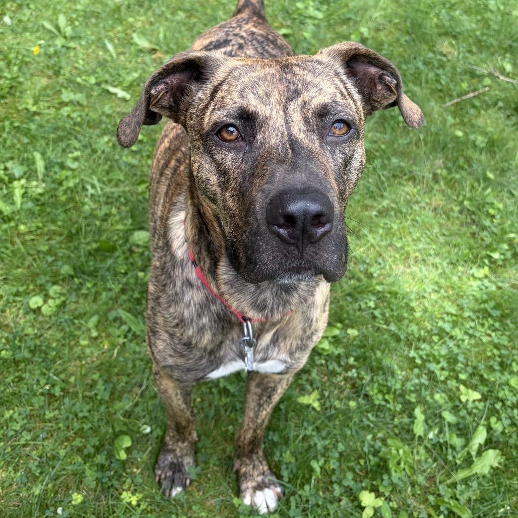 Enlarge Tyson, a Adoptable Mountain Cur in Falls Church, VA image 5/6