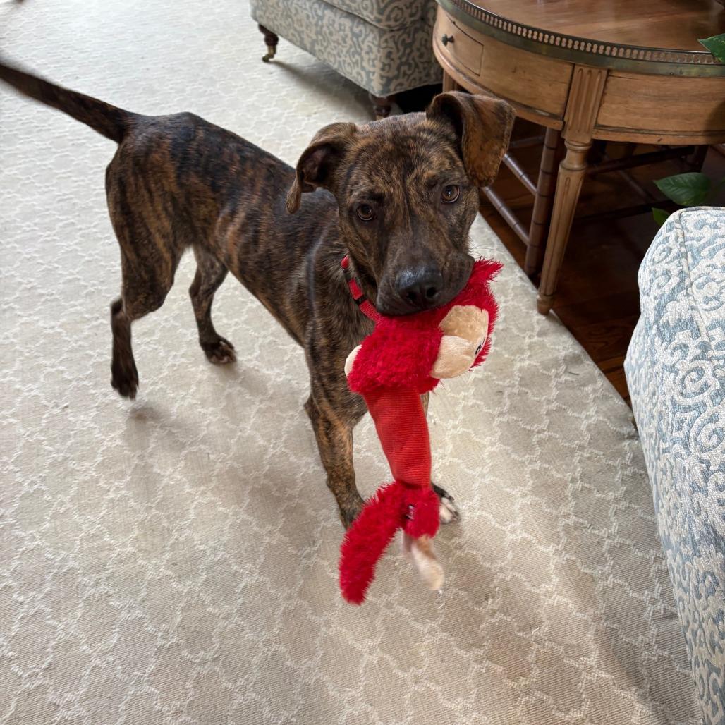 Enlarge Tyson, a Adoptable Mountain Cur in Falls Church, VA image 6/6