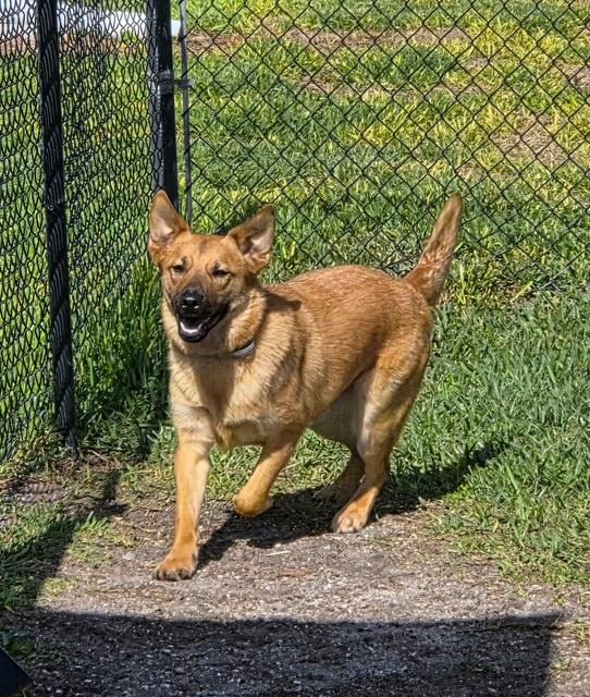 Enlarge Ty, a ADOPTABLE mixed breed in Manhasset, NY image 4/5