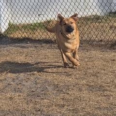 Enlarge Ty, a ADOPTABLE mixed breed in Manhasset, NY image 5/5