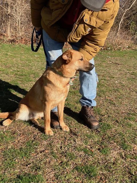 Enlarge Ty, a ADOPTABLE mixed breed in Manhasset, NY image 3/5