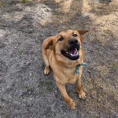 Enlarge Ty, a ADOPTABLE mixed breed in Manhasset, NY image 4/5