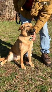 Enlarge Ty, a ADOPTABLE mixed breed in Manhasset, NY image 1/5