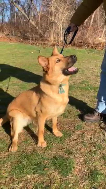 Enlarge Ty, a ADOPTABLE mixed breed in Manhasset, NY video 2/5