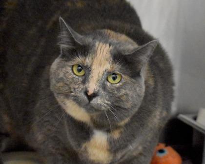 Peaches, Adoptable, Adult Female Domestic Short Hair.