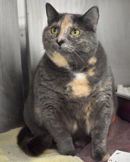 Peaches, a Adoptable Domestic Short Hair in West Seneca, NY image 2/3