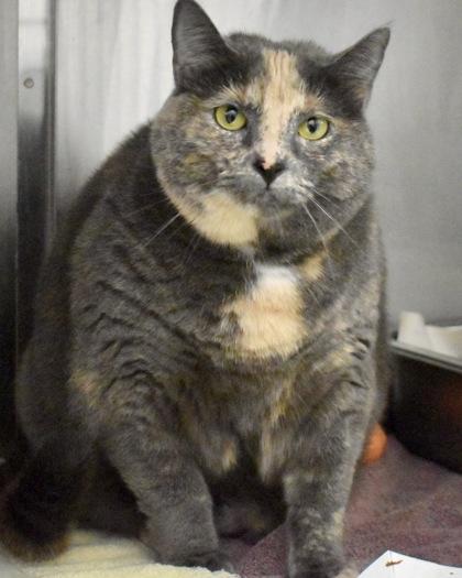 Peaches, a Adoptable Domestic Short Hair in West Seneca, NY image 3/3