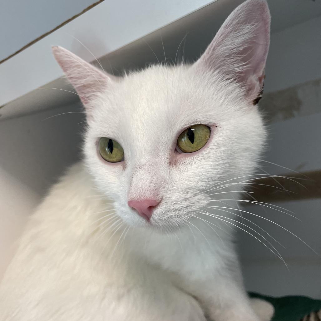 Enlarge Star, a Adoptable Domestic Short Hair in North Battleford, SK image 1/6