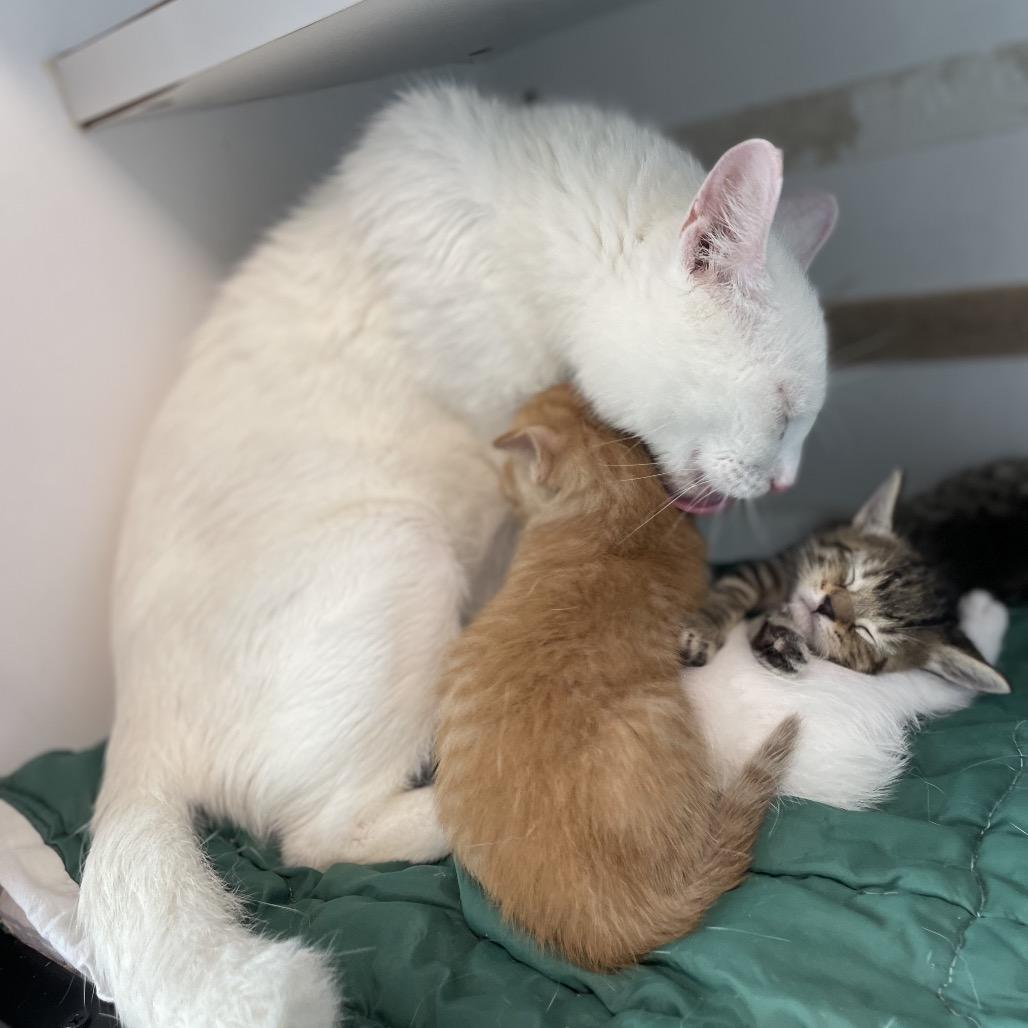 Enlarge Star, a Adoptable Domestic Short Hair in North Battleford, SK image 2/6