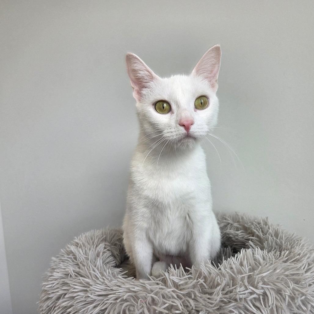 Enlarge Star, a Adoptable Domestic Short Hair in North Battleford, SK image 3/6