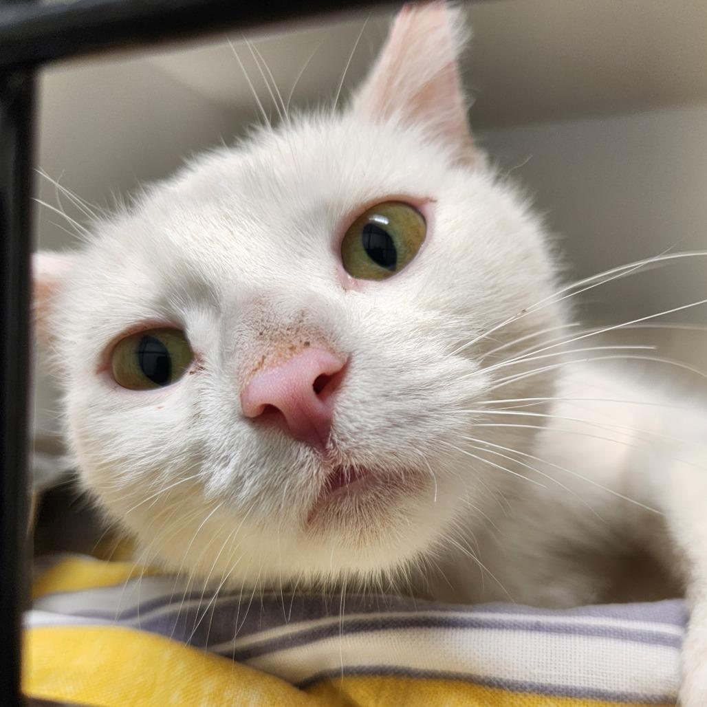 Enlarge Star, a Adoptable Domestic Short Hair in North Battleford, SK image 4/6