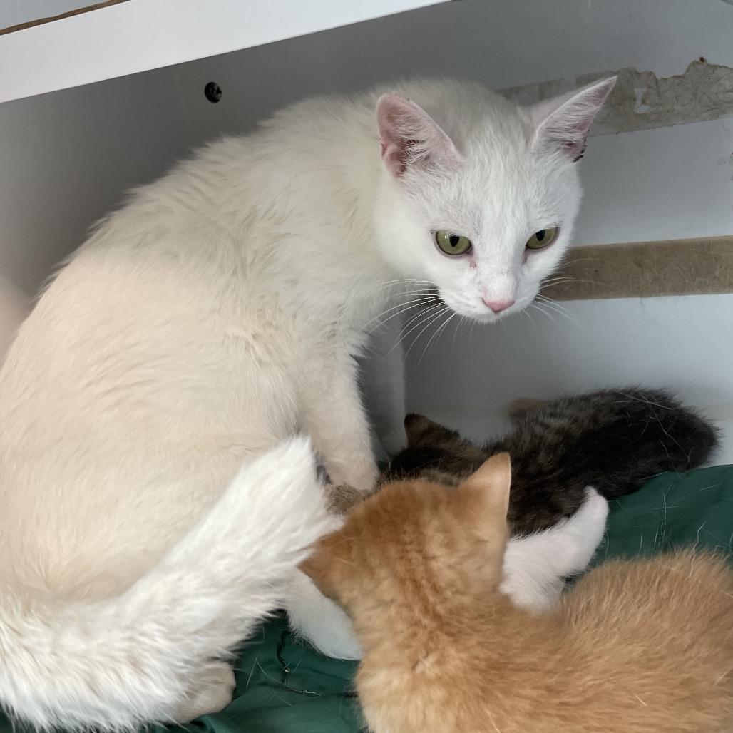 Enlarge Star, a Adoptable Domestic Short Hair in North Battleford, SK image 5/6