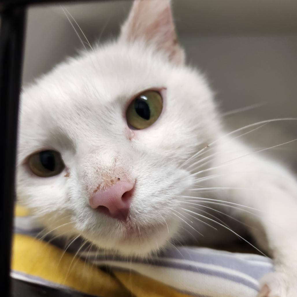 Enlarge Star, a Adoptable Domestic Short Hair in North Battleford, SK image 6/6