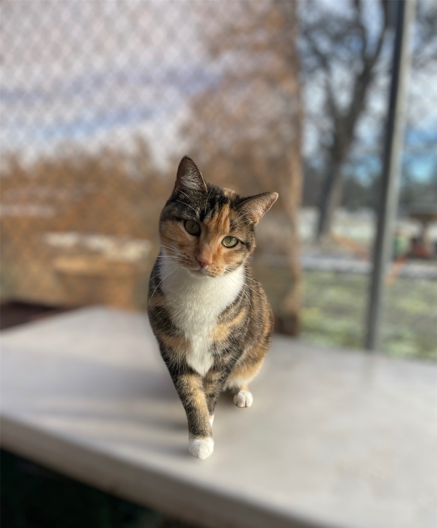 Enlarge Tori, a Adoptable Calico image 1/1