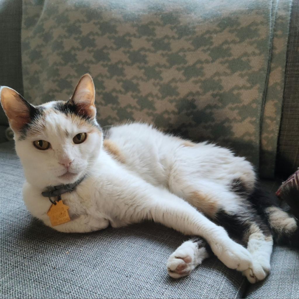 Maisie — thumbnail 3