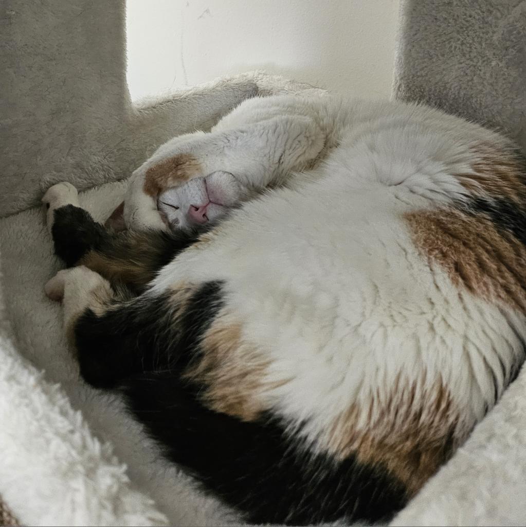 Maisie — thumbnail 4