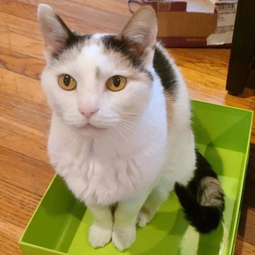 Maisie — thumbnail 5