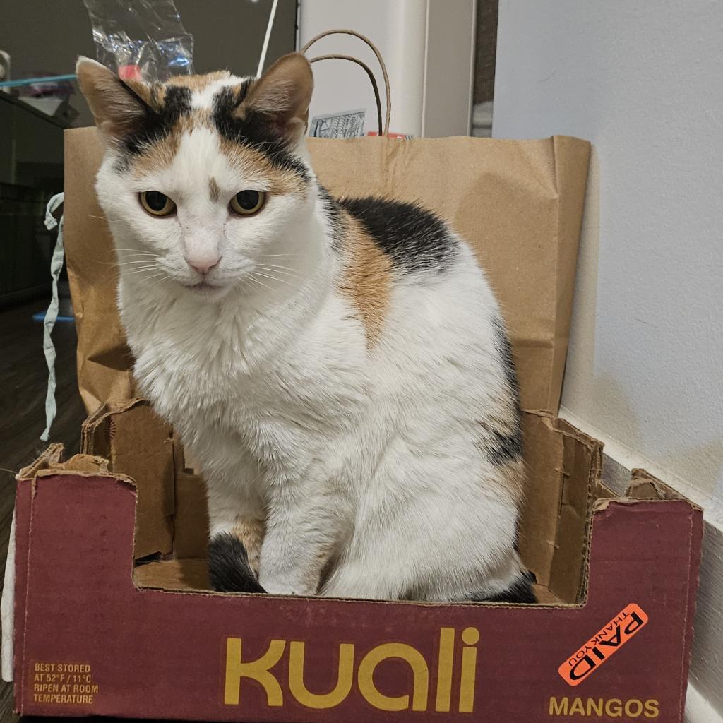 Maisie — thumbnail 6