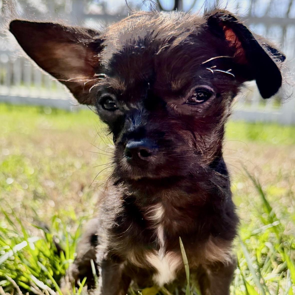Enlarge Esper, an adoptable mixed breed in Thompson's Station, TN image 1/2