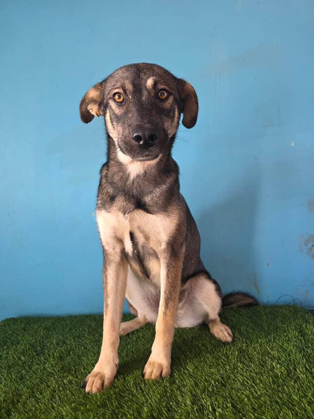 Paris, Adoptable, Adult Female German Shepherd Dog & Belgian Shepherd / Malinois.