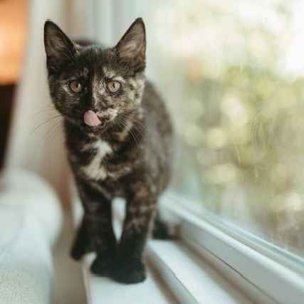 Mina, Baby Female Domestic Short Hair