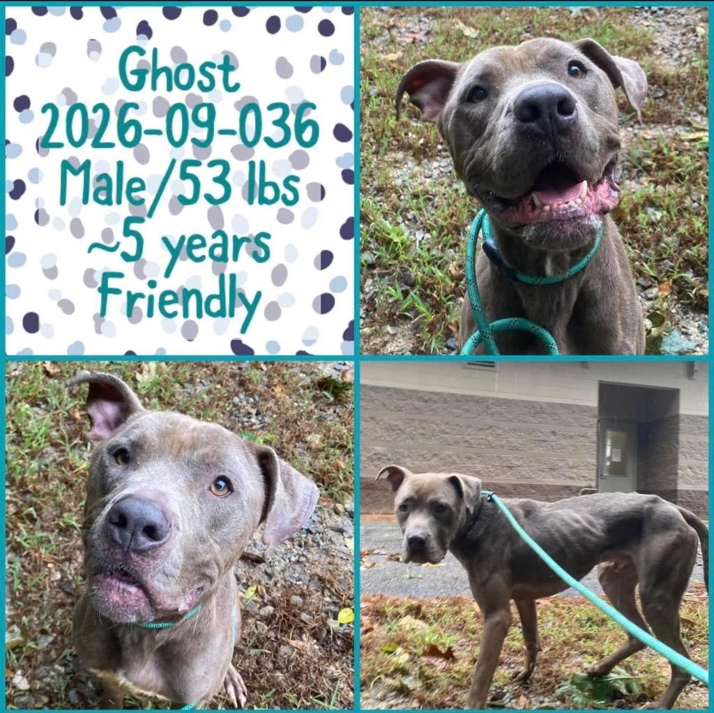 Enlarge 2026-09-036, a Adoptable Cane Corso in Winder, GA image 1/1